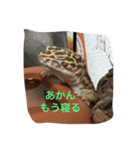 レオパとウーパー（個別スタンプ：1）