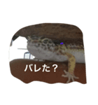 レオパとウーパー（個別スタンプ：7）
