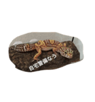 レオパとウーパー（個別スタンプ：8）