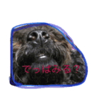ひじきちゃんお試しスタンプ（個別スタンプ：6）