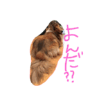 愛しのchamp（個別スタンプ：3）