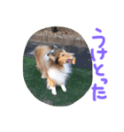 愛しのchamp（個別スタンプ：5）