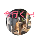 愛しのchamp（個別スタンプ：6）