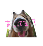 愛しのchamp（個別スタンプ：7）