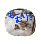 愛しのchamp（個別スタンプ：12）
