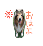 愛しのchamp（個別スタンプ：13）