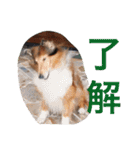 愛しのchamp（個別スタンプ：15）