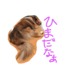 愛しのchamp（個別スタンプ：16）