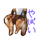 愛しのchamp（個別スタンプ：17）