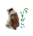 愛しのchamp（個別スタンプ：21）