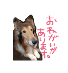 愛しのchamp（個別スタンプ：25）