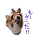 愛しのchamp（個別スタンプ：27）