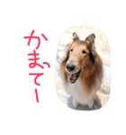 愛しのchamp（個別スタンプ：29）