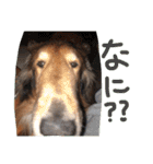 愛しのchamp（個別スタンプ：31）