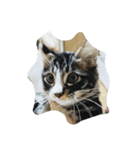三毛猫 にゃん太（個別スタンプ：1）