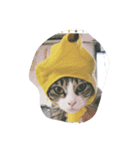 三毛猫 にゃん太（個別スタンプ：3）