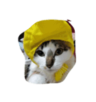 三毛猫 にゃん太（個別スタンプ：4）