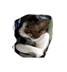 三毛猫 にゃん太（個別スタンプ：5）