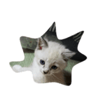 三毛猫 にゃん太（個別スタンプ：6）