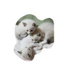 三毛猫 にゃん太（個別スタンプ：7）