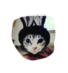 三毛猫 にゃん太（個別スタンプ：8）