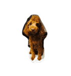 トイプーちゃんわさび（個別スタンプ：4）
