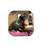shingo life（個別スタンプ：1）