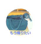 shingo life（個別スタンプ：2）