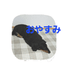 shingo life（個別スタンプ：4）