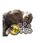 マンチカンのメイ（個別スタンプ：3）