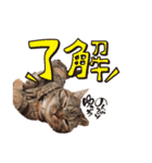 マンチカンのメイ（個別スタンプ：26）