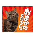 マンチカンのメイ（個別スタンプ：35）