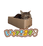 マンチカンのメイ（個別スタンプ：40）