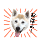 柴犬ハナちゃん。（個別スタンプ：2）
