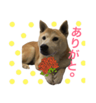 柴犬ハナちゃん。（個別スタンプ：3）