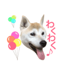 柴犬ハナちゃん。（個別スタンプ：5）