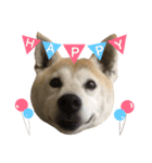 柴犬ハナちゃん。（個別スタンプ：6）