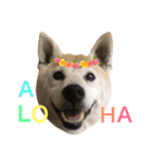 柴犬ハナちゃん。（個別スタンプ：7）