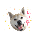 柴犬ハナちゃん。（個別スタンプ：9）