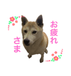柴犬ハナちゃん。（個別スタンプ：10）