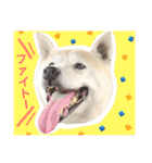 柴犬ハナちゃん。（個別スタンプ：11）
