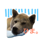 柴犬ハナちゃん。（個別スタンプ：13）