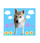 柴犬ハナちゃん。（個別スタンプ：14）