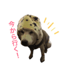柴犬ハナちゃん。（個別スタンプ：15）