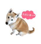 柴犬ハナちゃん。（個別スタンプ：17）