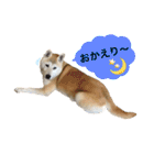 柴犬ハナちゃん。（個別スタンプ：18）