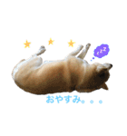 柴犬ハナちゃん。（個別スタンプ：19）