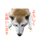 柴犬ハナちゃん。（個別スタンプ：23）