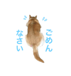 柴犬ハナちゃん。（個別スタンプ：24）