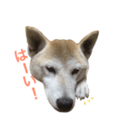 柴犬ハナちゃん。（個別スタンプ：25）